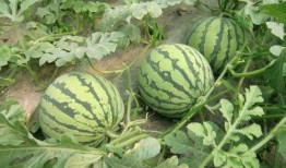 爆料西瓜嫁接视频教程,轻松掌握嫁接技巧，培育健康优质西瓜