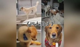 早期狗子爆料视频大全图片,揭秘网络红人幕后故事