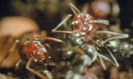 蚂蚁的袭击在线观看,揭秘蚂蚁袭击的生存挑战