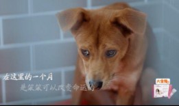 爆料救助流浪动物视频下载,爱心人士救助流浪动物，感人瞬间引网友热议