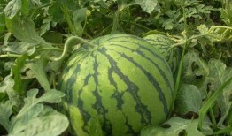 爆料西瓜嫁接视频教程,轻松掌握嫁接技巧，培育健康优质西瓜