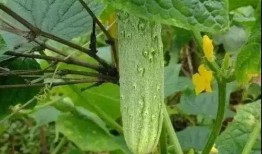 佛山网红吃瓜事件,一场网络舆论的风暴与反思