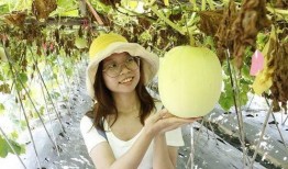 佛山网红吃瓜事件,一场网络舆论的风暴与反思