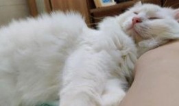 肥猫tv在线观看,畅享在线娱乐的无限魅力