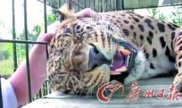 扒爷爆料小猎豹视频全集,小猎豹视频全集幕后真相大揭秘