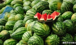 爆料西瓜嫁接视频教程,轻松掌握嫁接技巧，培育健康优质西瓜