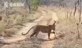 扒爷爆料小猎豹视频全集,小猎豹视频全集幕后真相大揭秘