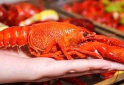 厦门龙虾爆料视频最新版,揭秘海鲜市场惊人内幕！