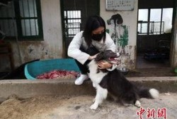 爆料救助流浪动物视频下载,爱心人士救助流浪动物，感人瞬间引网友热议