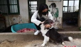爆料救助流浪动物视频下载,爱心人士救助流浪动物，感人瞬间引网友热议