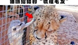 扒爷爆料小猎豹视频全集,小猎豹视频全集幕后真相大揭秘