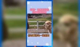 娱乐吃瓜群众素材,揭秘明星幕后故事